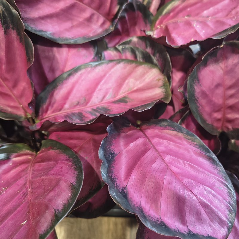 Calathea roseopicta (Kalatea ružovo-škvrnitá) ´CRIMSON´ - kont. C1L, výška 15-20 cm